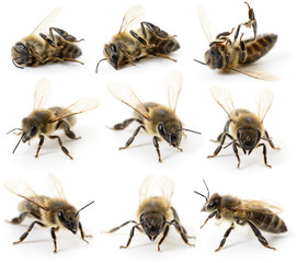 Set of bees