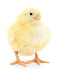 Obraz premium Small chicken