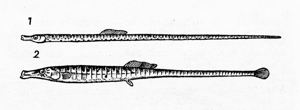 Straightnose pipefish (1) and broadnosed pipefish (2)