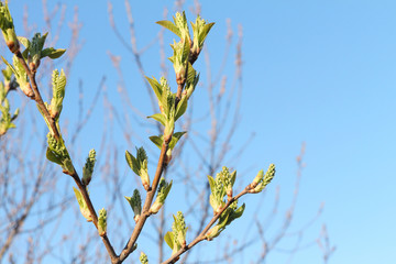Bird cherry tree  flowers in the spring