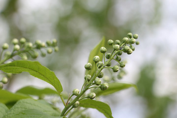 Bird cherry tree  flowers in the spring
