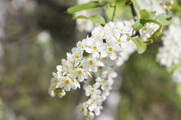 Bird cherry tree  flowers in the spring