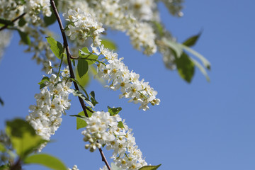 Bird cherry tree  flowers in the spring