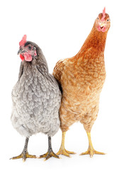 Two hens