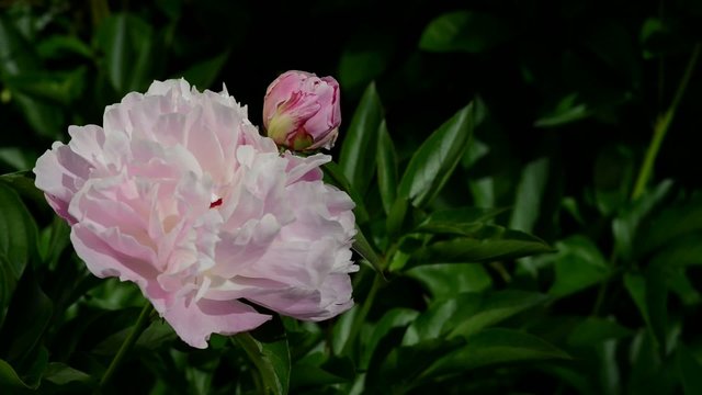 Peony Close-up in a Park