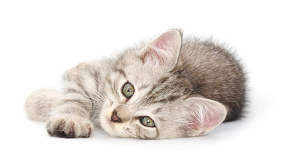 Kitten on a white background