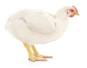 white hen