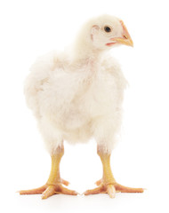 White chicken