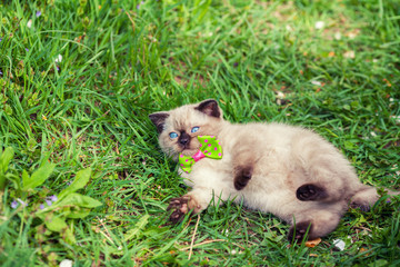 Cute kitten relaxing on the grass