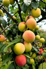 Peaches on tree in fruit orchard