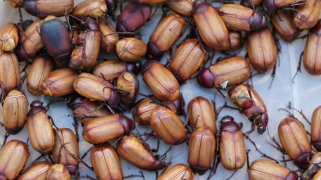 Cockchafer Scarab beetle (Holotrichia Sp.) Food of Thailand.
