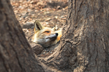 Fox behind the tree