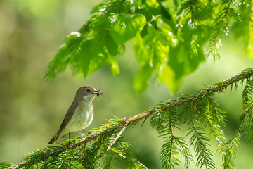 Pied Flycatcher bringing food for chicks