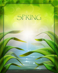 Bright spring background with grass and water.