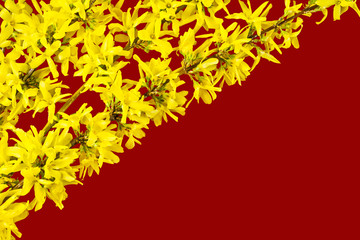 Dekoracja z kwitnących gałązek  forsycji  na czerwonym tle