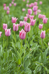 Pink beautiful tulips