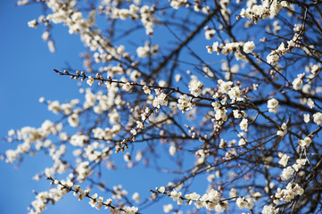 Apricot tree flower