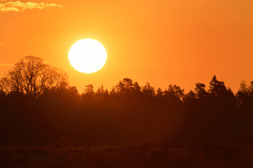 Fototapeta na wymiar Sunrise with forest background