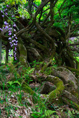 wild wisteria with 2000 year-old zelkova tree