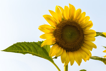 Sun flower