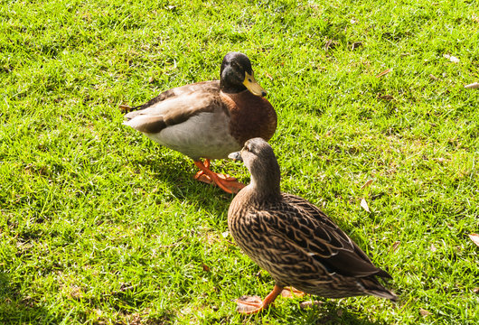 duck on grass