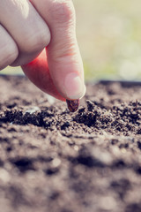 Close up of the fingers of a person planting a bean seed in the