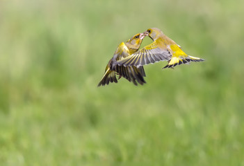 Verdone chloris chloris