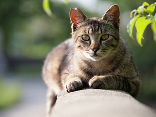 塀の上の猫