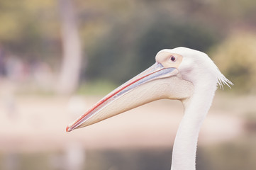 Portrait de pélican