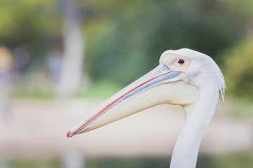 Portrait de pélican