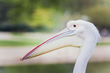 Portrait de pélican