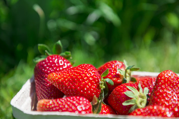 Nahaufnahme von saftigen Erdbeeren