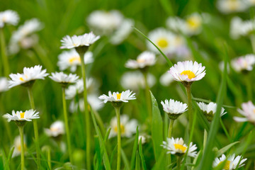 White daisies meadow.