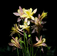 Fototapeta na wymiar Yellow lilies on a black background