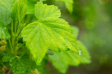 Green  leaves ,macro shot.