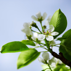 Pear tree blossoms in the spring garden.
