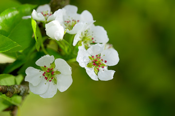 Pear tree blossoms in the spring garden.