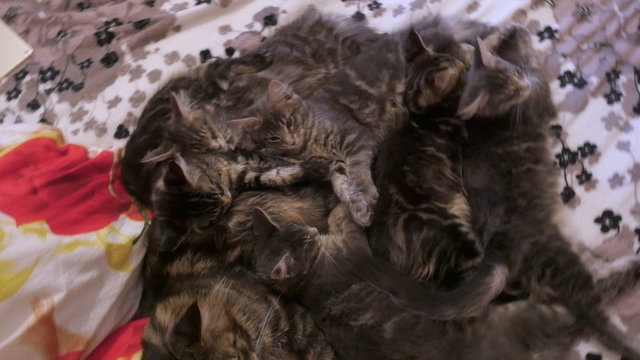 4k. family group of kittens with father, breed Maine Coon, lying