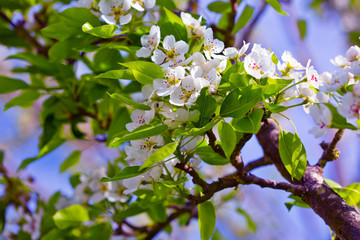 Pear tree blossoms in the spring garden.