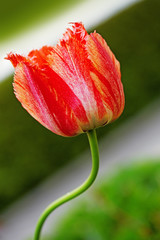 Red tulip .