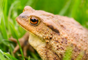 Big frog in summer meadow.