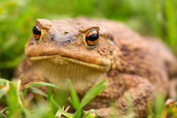 Big frog in summer meadow.