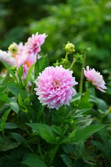 Dahlien wei&szlig;- rosa!