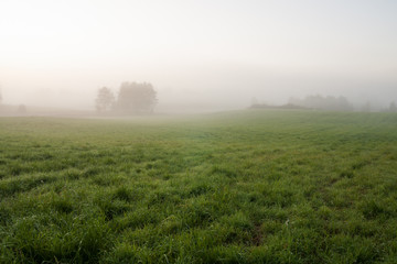 Grassland and fog at dawn