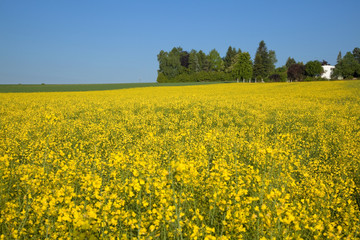 Obraz premium ザルツカンマーグート地方の田園風景
