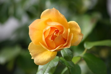 Rose,orange-gelb!