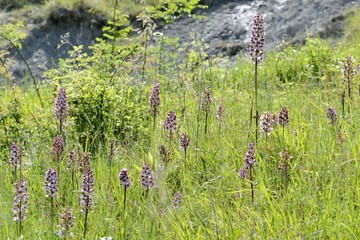 Prato di orchidee, Orchis purpurea
