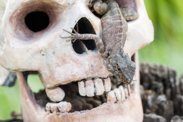 Lizard in the eye of human skull
