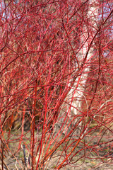 Cornus alba - Dogwood winter © 7monarda