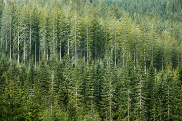 Green coniferous forest with old spruce, fir and pine trees